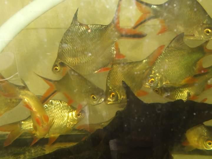 ปลาตะเพียนทองเลี้ยงในตู้ 3