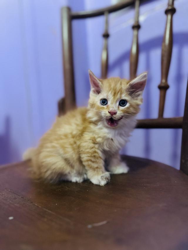 ลูกแมวเมนคูน 3