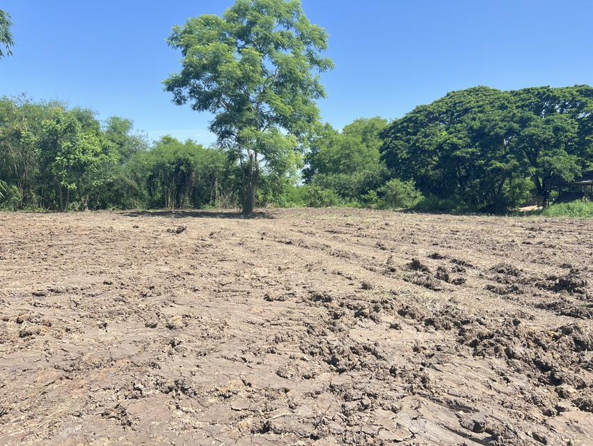 ที่ดินเปล่า ติดถนน ตำบลพืชอุดม อำเภอลำลูกกา จังหวัดปทุมธานี 7