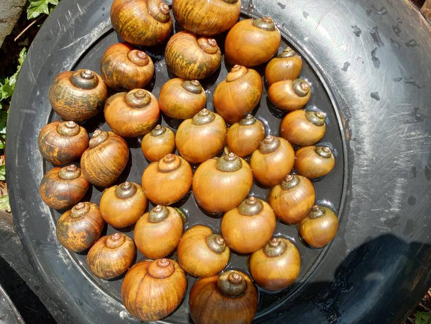 แม่พันุ์ หอยเชอรี่สีทอง รูปที่ 2