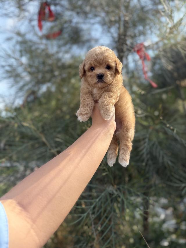 พุดเดิ้ลแท้ หน้าตุ๊กตาหมี เพศเมีย