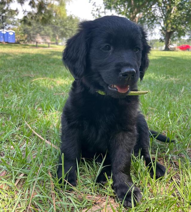 ขายน้องหมา Black Golden Retriever ราคาดีมาก 2