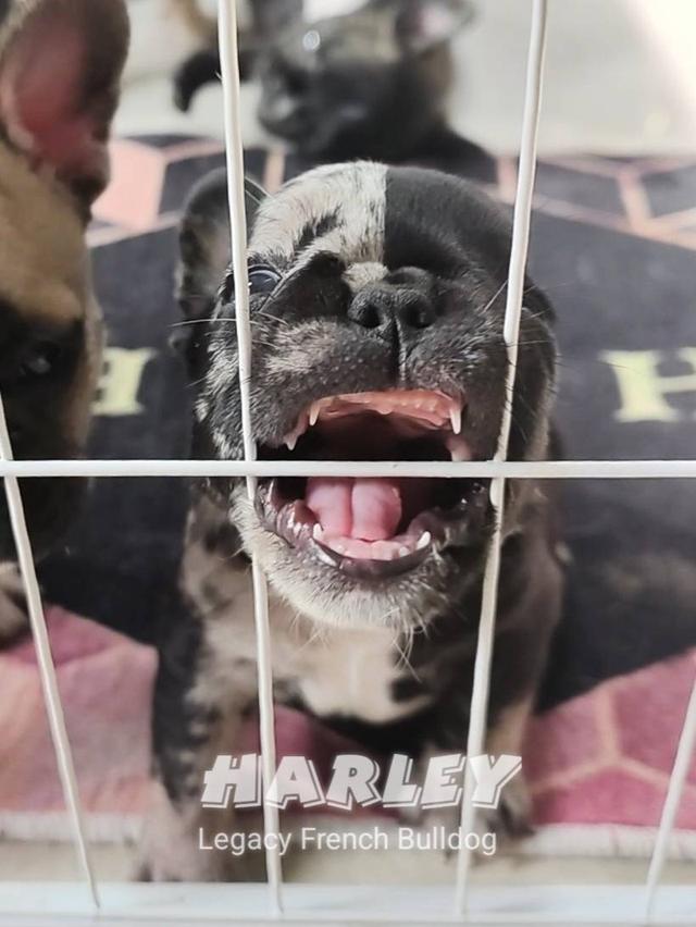 Harley, Exotic French Bulldog, black merle, rare color 9
