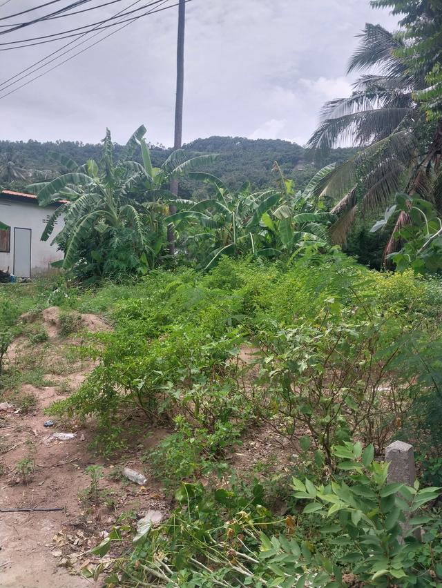 ขายที่ดินขนาด100ตารางวาบนเกาะสมุย 6