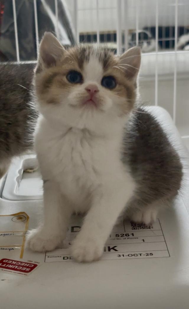 แมวบริติช ช็อตแฮร์ British shorthair  2