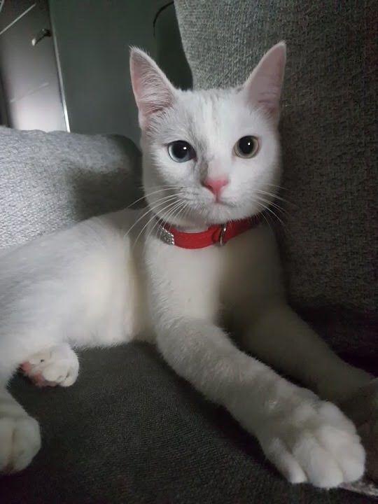 ขายด่วน!! แมว ขาวมณี สีขาวสุดน่ารัก 1