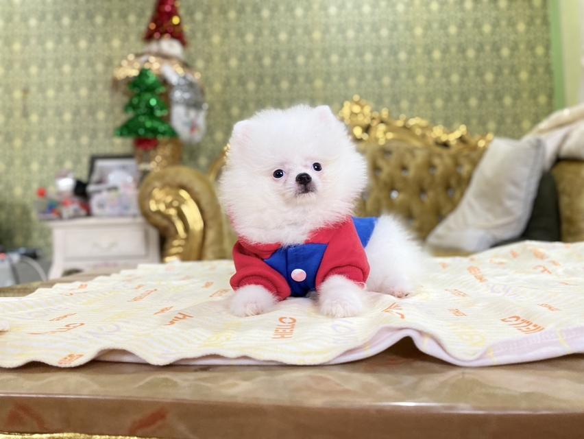 ปอมปอมแท้ อายุ2เดือน ส่วทั่วประเทศ 7