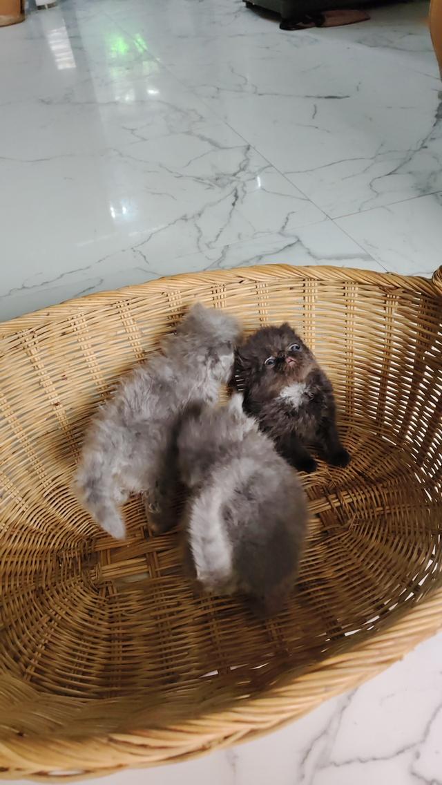 แมวเอ็กโซติกขนยาวแท้