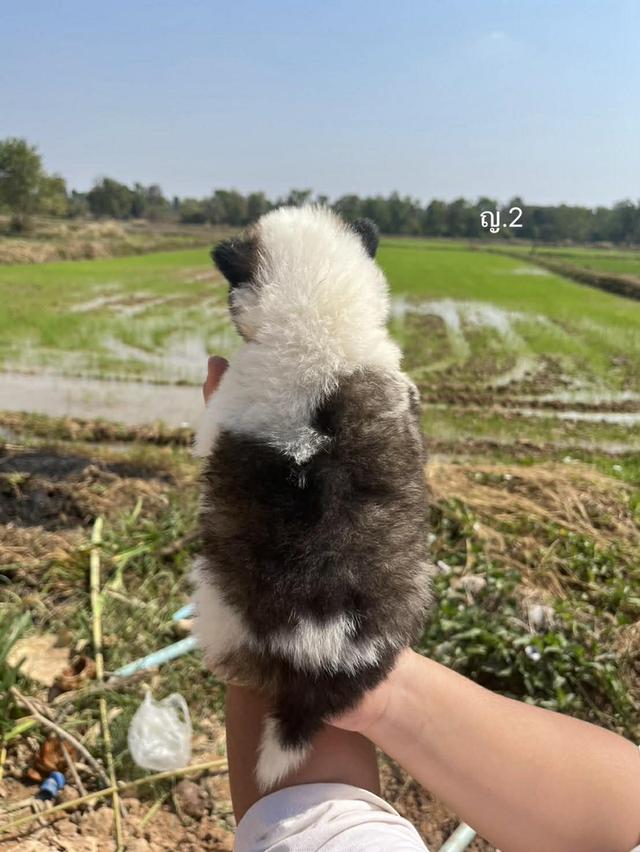 สุนัขพันธุ์บางแก้วเเท้ รูปที่ 4