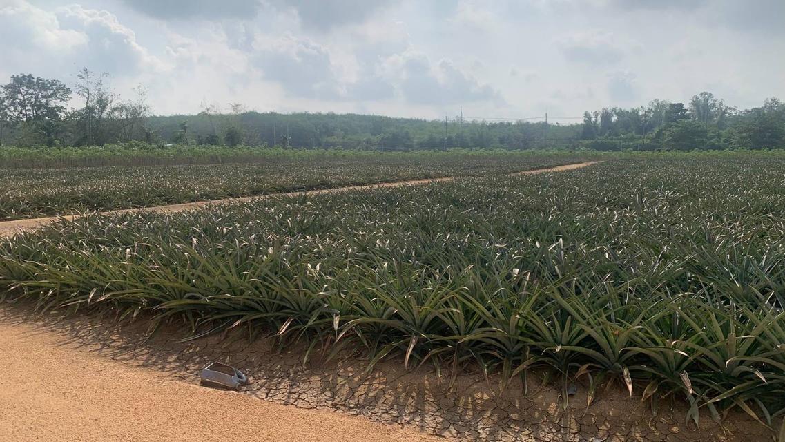 Land for Sale – Pluak Daeng, Rayong, Thailand 4