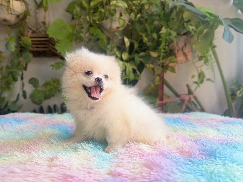 ปอมผสมชิวาวาสีขาวครีมเพศเมียพิกัดรามอินทรา 8