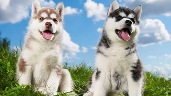 ไซบีเรียนฮัสกี้ (siberian husky) 3