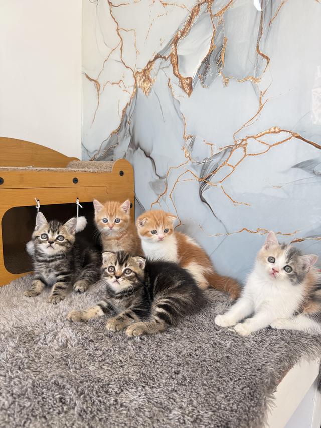 ลูกแมวพันธุ์สก๊อตติชแท้ 5