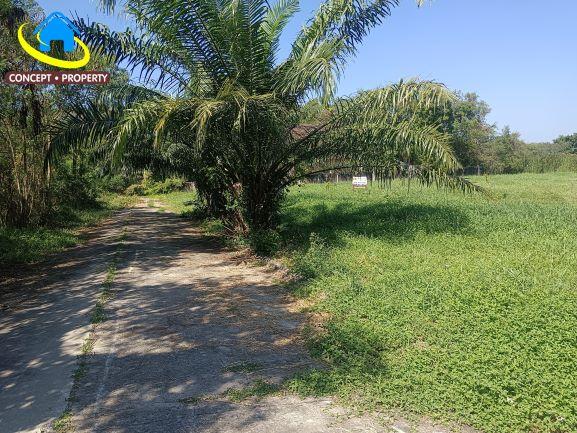 ขายที่ดินแปลงสวย 320 ตรว หมู่บ้านกฤษดานคร 25 ซอยประชาร่วมใจ 31 ทรายกองดิน มีนบุรี 1