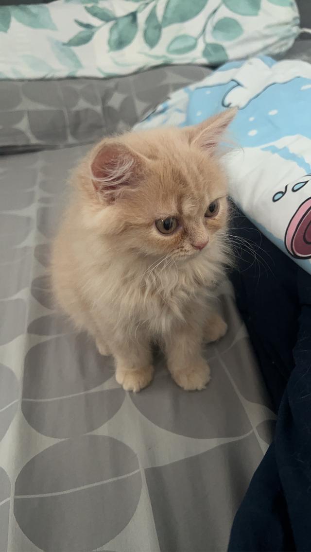 ลูกแมวเปอร์เซียแท้ ดฺญ มะลิ รูปที่ 2