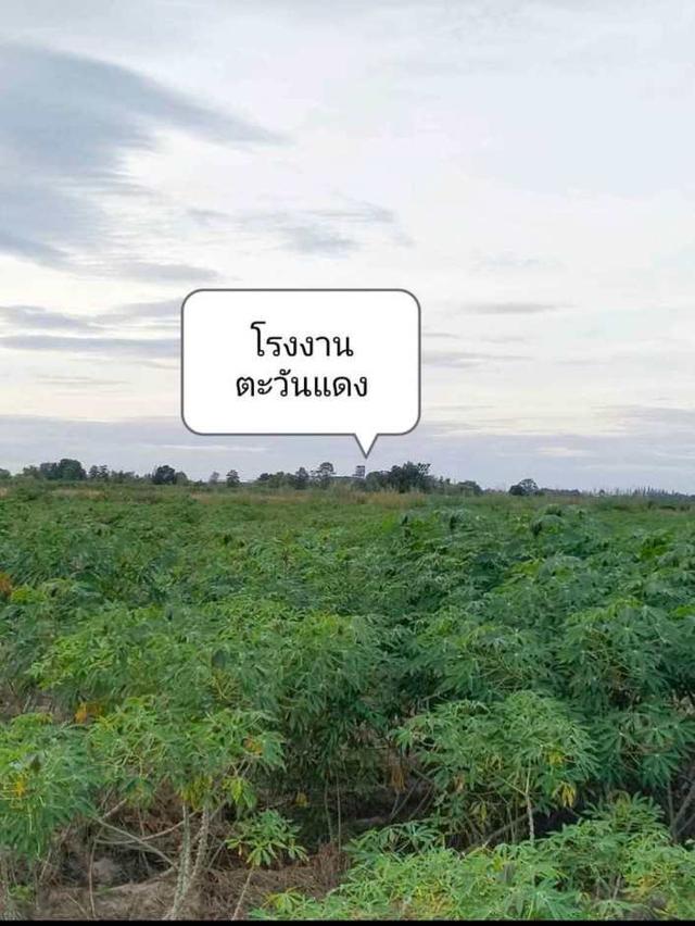 ที่ดิน 89ไร่ ไร่ละ 170,000 1