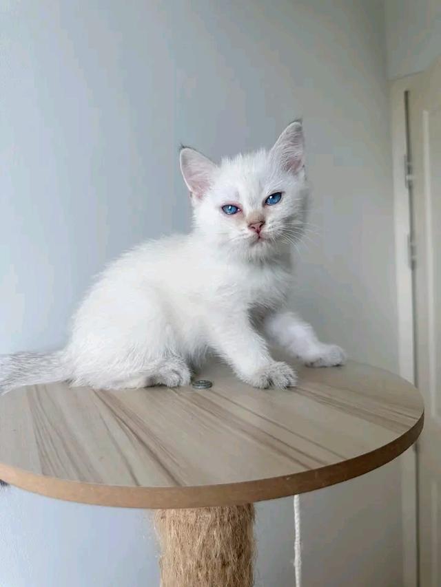 แมวสก็อตติชโฟลด์ สีขาววว 1