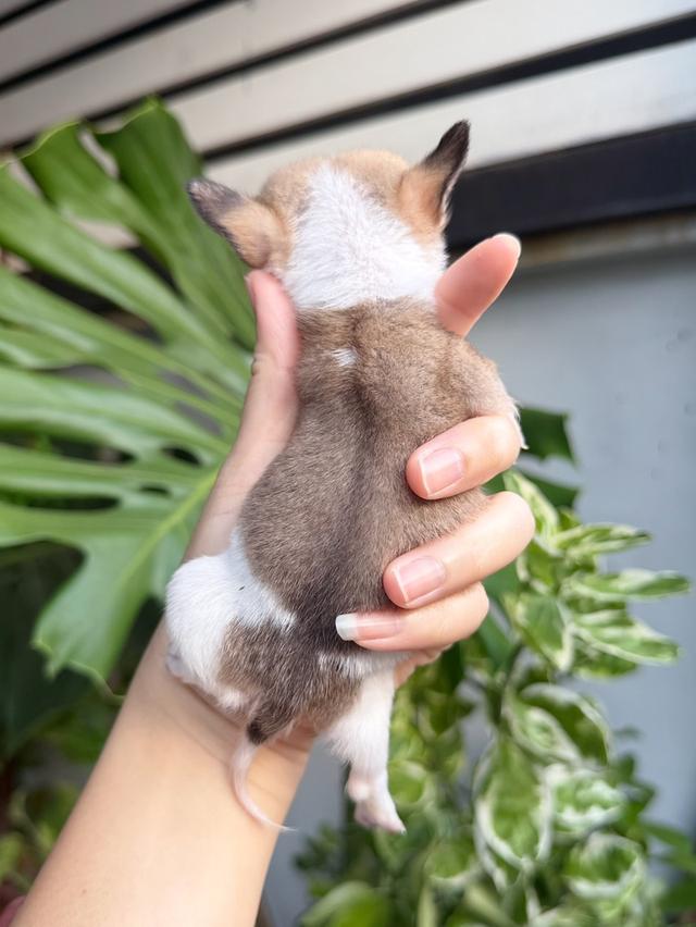 ชิวาวาแท้ขนสั้น เพศผู้ 11