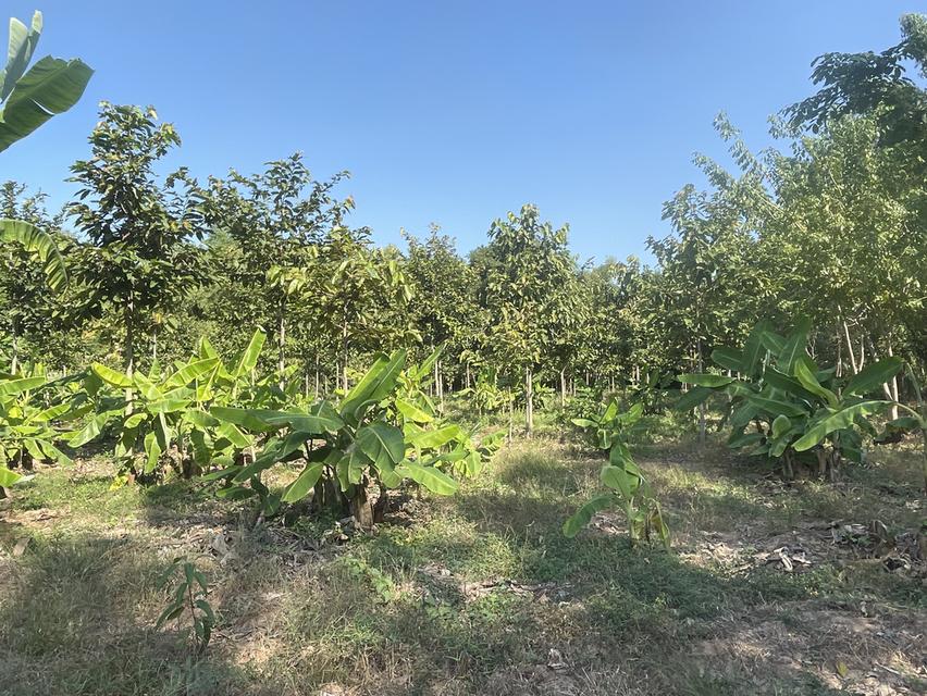 ขายที่ดินติดแม่น้ำน่าน อ.ชุมแสง