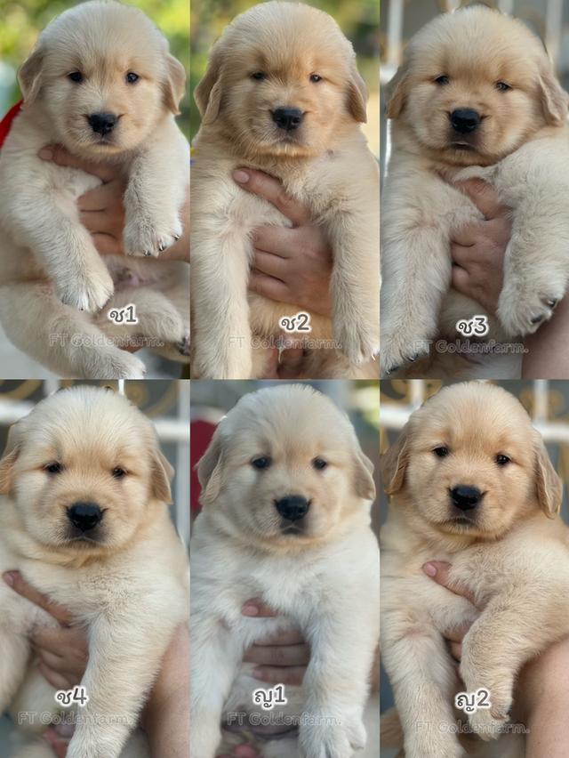 โกลเด้นรีทีฟเวอร์แท้