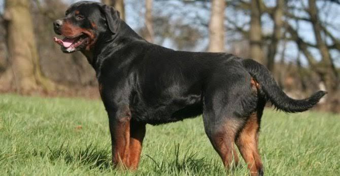 ร็อตไวเลอร์ (Rottweiler) 2