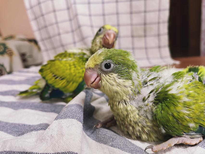 นกแก้วม้องค์ Green opaline