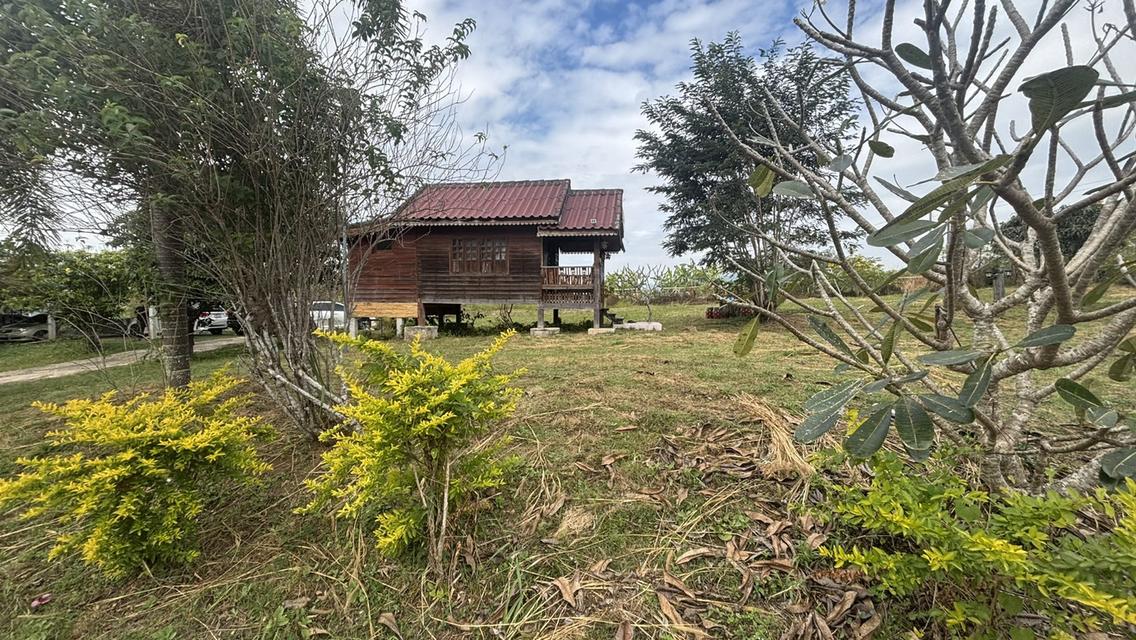 ทอไหม ไอหมอก รีสอร์ท 8 ไร่ 9.5 ล้าน บ.ไทรทอง อ.วังน้ำเขียว 3