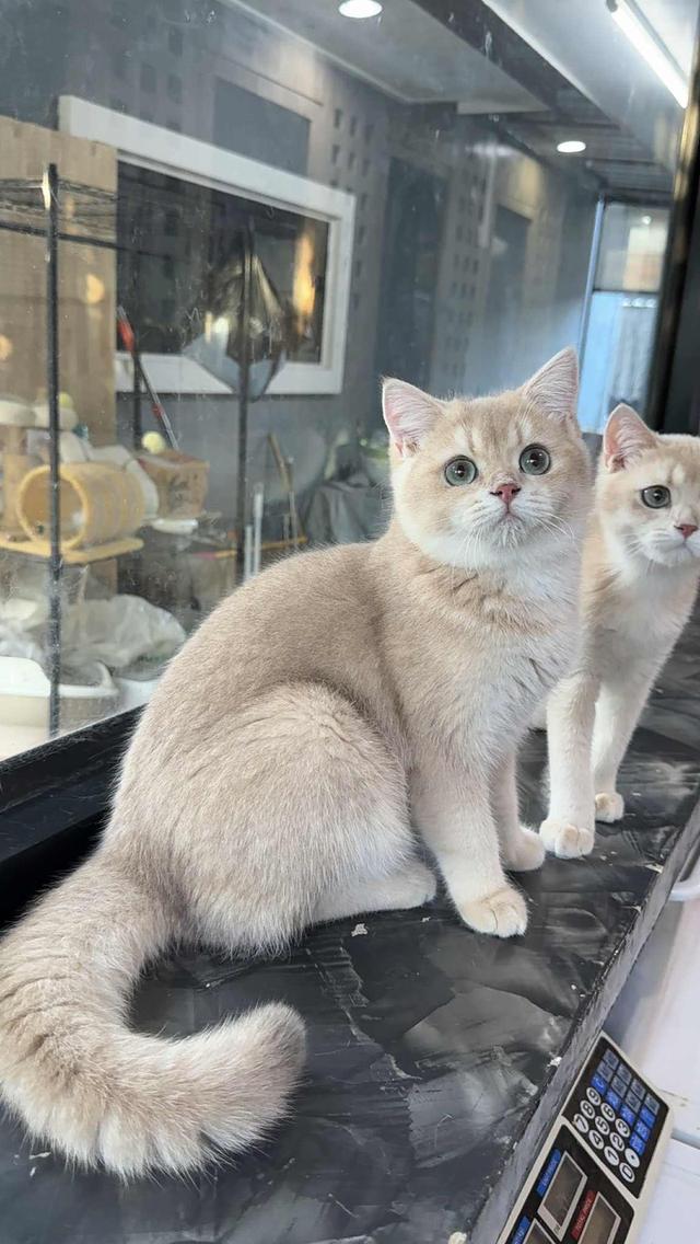 แมวบริติช เพดใบเพดwcf และรับนำเข้าแมวจาก ตปท.