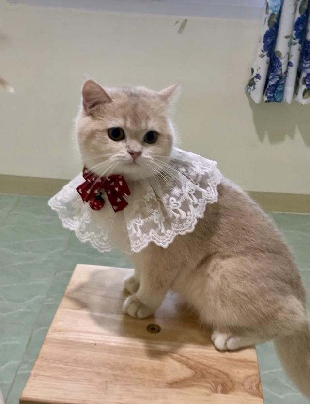 British Shorthair พร้อมย้าย • ใบเพ็ด scfc • วัคซีนครบตามวัย รูปย่อยที่ 3