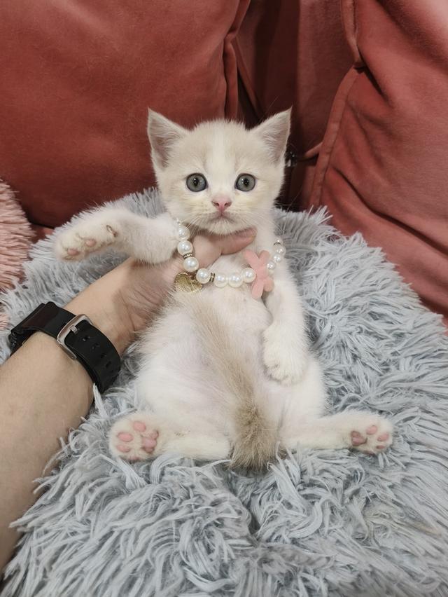 เด็กชาย สีชานม ขาว หาบ้าน🏠🏡😻 รูปที่ 8