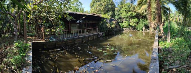 ขายที่ดิน บ้านและสวนมะพร้าว 9