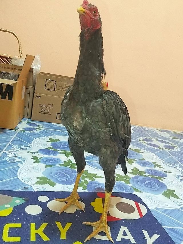 ไก่เชิงก๋อยทุบหลังไก่ 3 เดือน