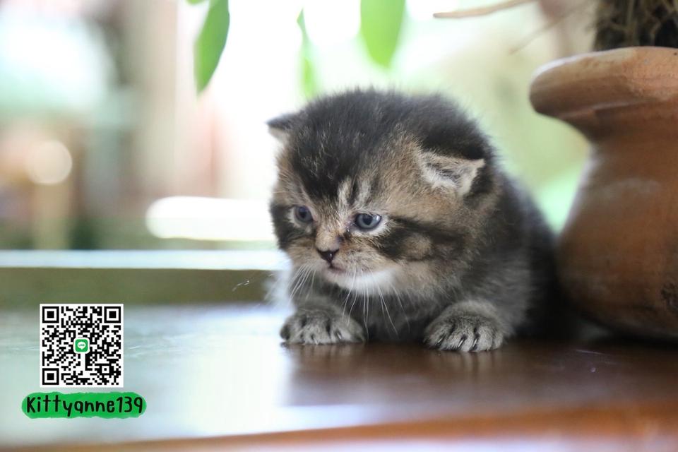 แมวเปอร์เซียผสมบริติชwcf รูปที่ 7