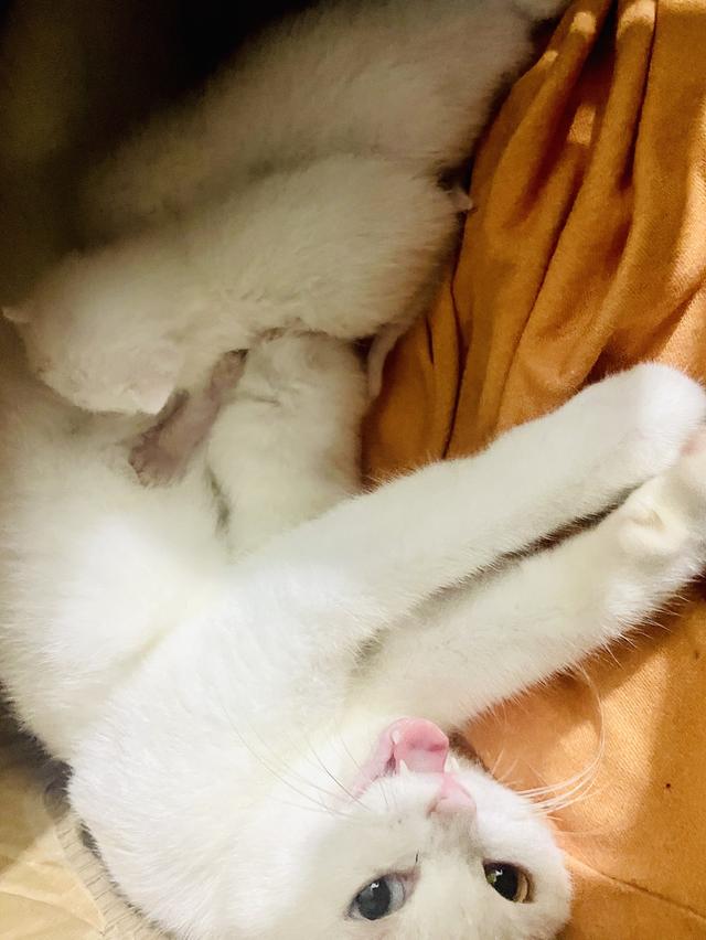 แมวสายพันธุ์ขาวมณี(The White Pearl),แมวสายพันธุ์สก็อตติชโฟลด์(Scottish fold) 8