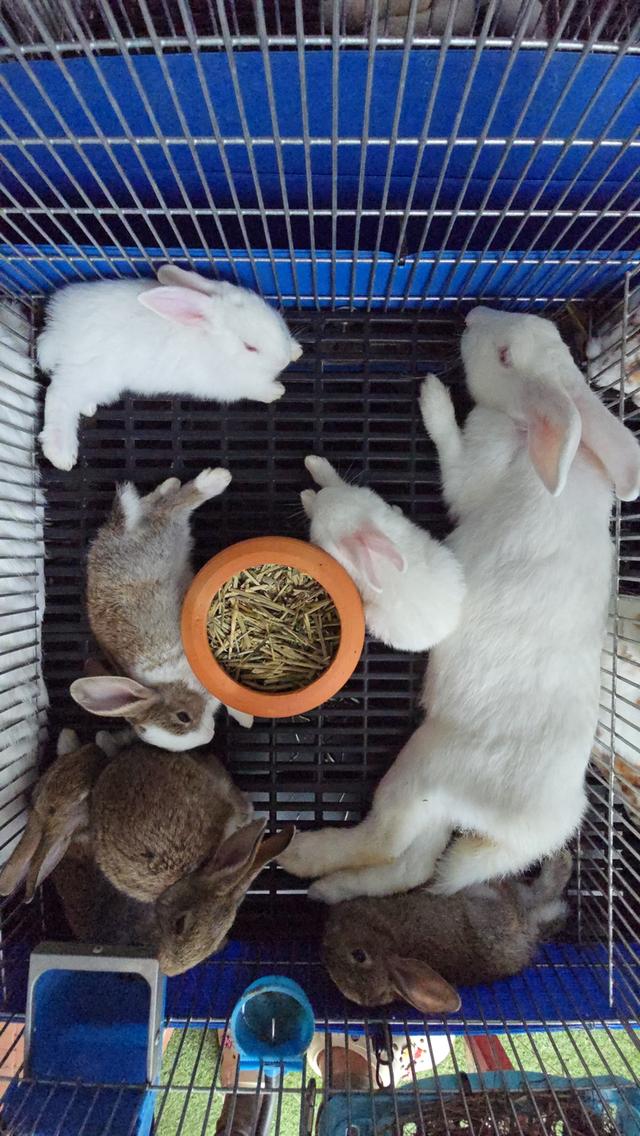 กระต่ายมินิเร็กซ์,ฮอลแลนด์ลอป,นิวซีแลนด์ไวท์ 12