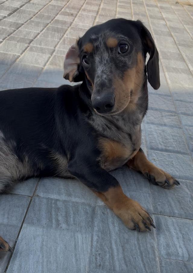 Mini Dachshund 9 month Male