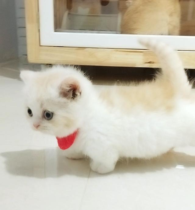 แมวขาสั้น (มันช์กิ้น)