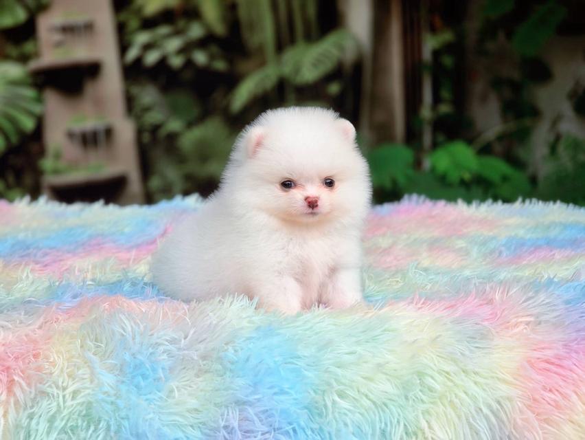 ปอมเมอเรเนียนแท้ ทีคัพ สีขาวเพศเมีย รูปที่ 12