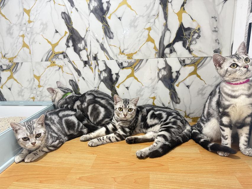 แมวพันธุ์อเมริกันช็อตแฮร์แท้