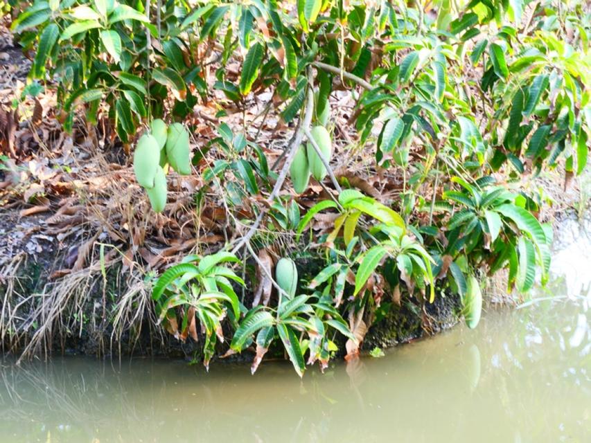 ขาย ที่ดิน ที่ดิน สวนมะม่วงอายุ 5 ปี สวย - 5 ไร่ น้ำอุดมสมบูรณ์มีใช้ทั้งปี 4