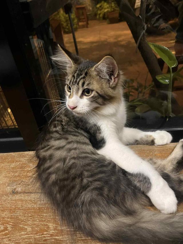 แมวเมนคูน 2
