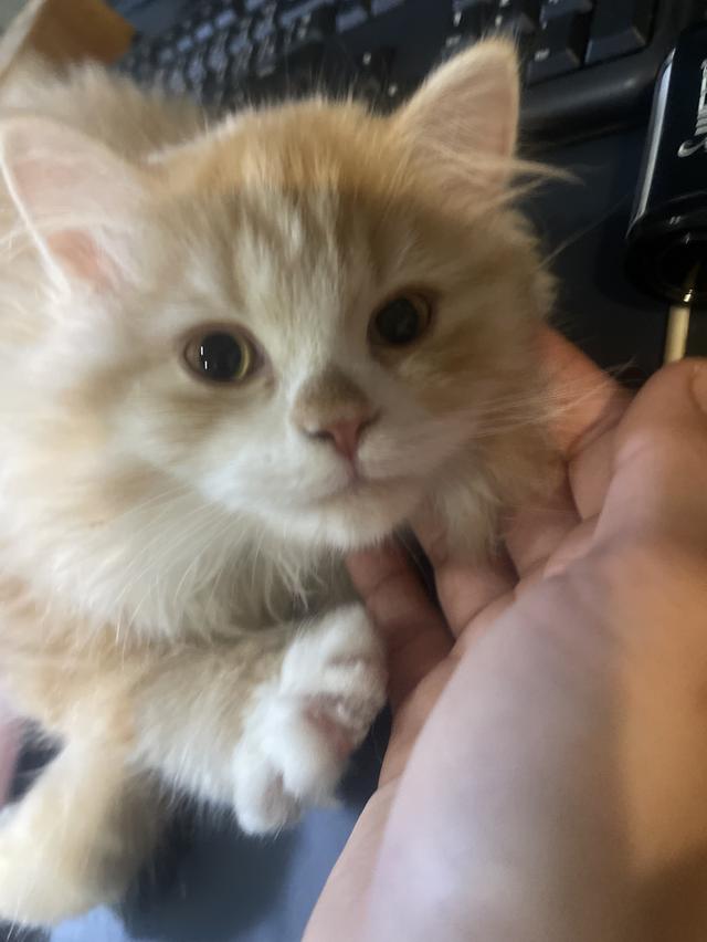 แมวส้มขี้อ้อนนวดเก่ง(เด็กชาย 3 เดือน)นิสัยขี้อ้อนสุดๆ รูปที่ 8