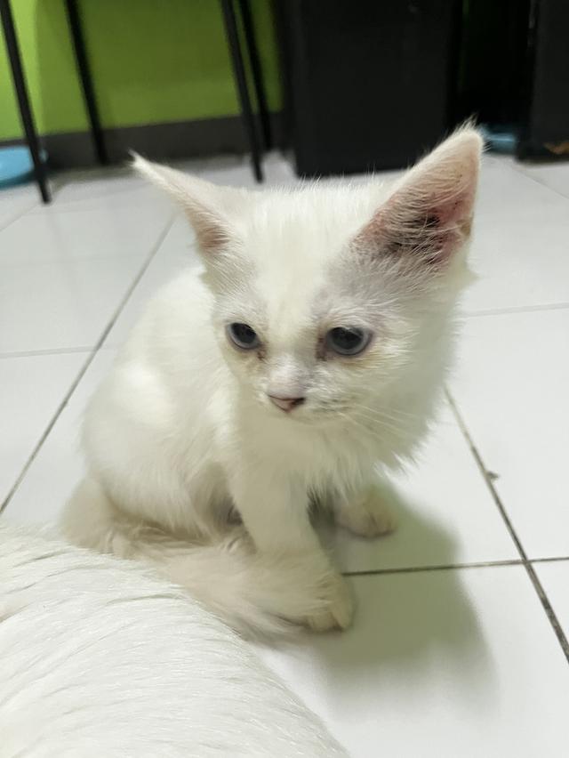 ขายแมวขาวมณีแมวเด็กด่วน รูปที่ 7