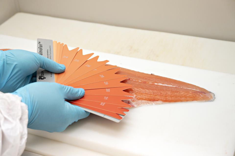 SALMO Color Fan – พัดสีมาตรฐานสำหรับเทียบสี