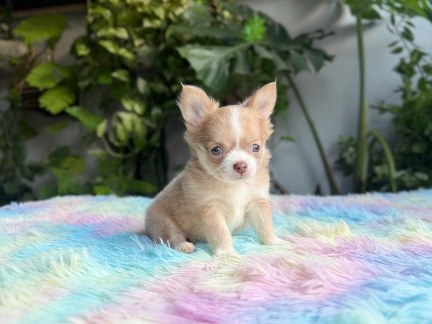 ชิวาวาแท้ขนยาว เพศผู้ พร้อมย้ายบ้าน 6