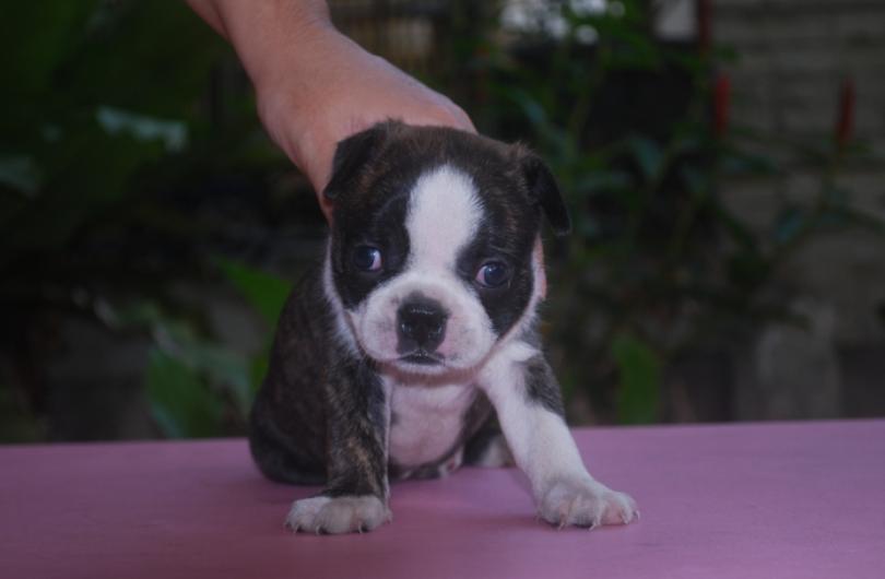 ขาย Boston Terrier ลายขาวดำ 2