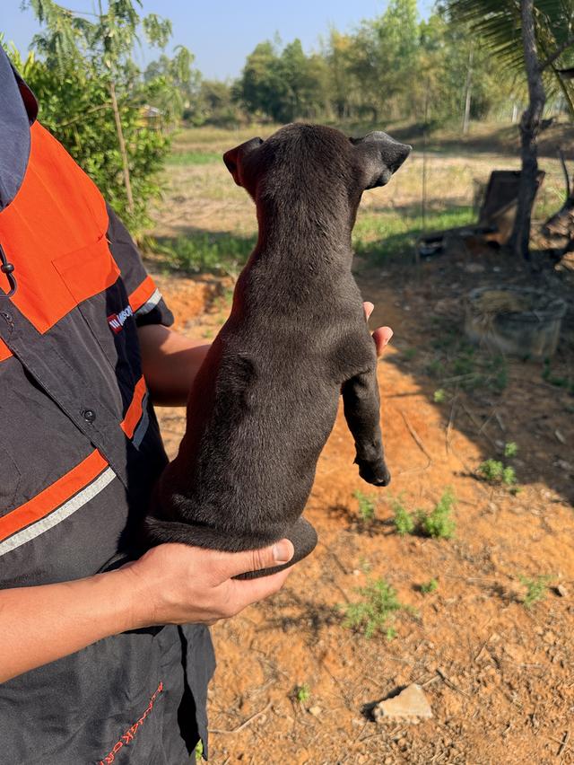 สุนัขไทยหลังอาน เลือด 100% รูปที่ 7