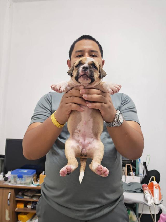 American bully3,500-5,500฿ อเมริกันบูลลี่สายพันธุ์แท้ราคาไม่แรง🏡p'tigerขอนแก่น 3,500-5,500฿ 17