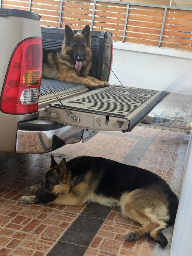 Urgent Sale German Shepherd Puppies and Parents āļĢāļđāļāļāļĩāđ 16