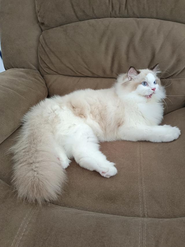Ragdoll หุ่นหมี เพศชาย รูปที่ 3
